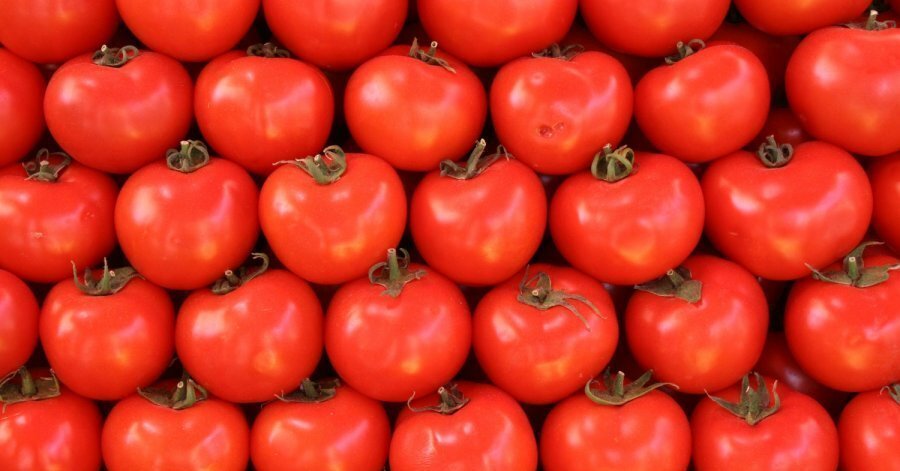 Moroccan tomatoes rebound after record heat